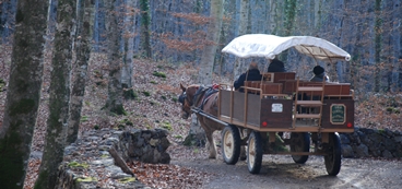 Carruatge a la Fageda